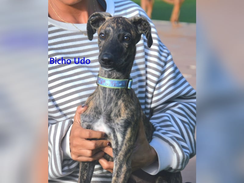 Bicho Udo geb. 07/2025 (ESP) - aufgeweckter und verspielter Galgo Welpe!