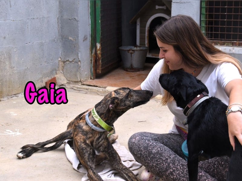 Gaia geb. 01/2025 (ESP) - liebe, verschmuste und zärtliche junge Galga!