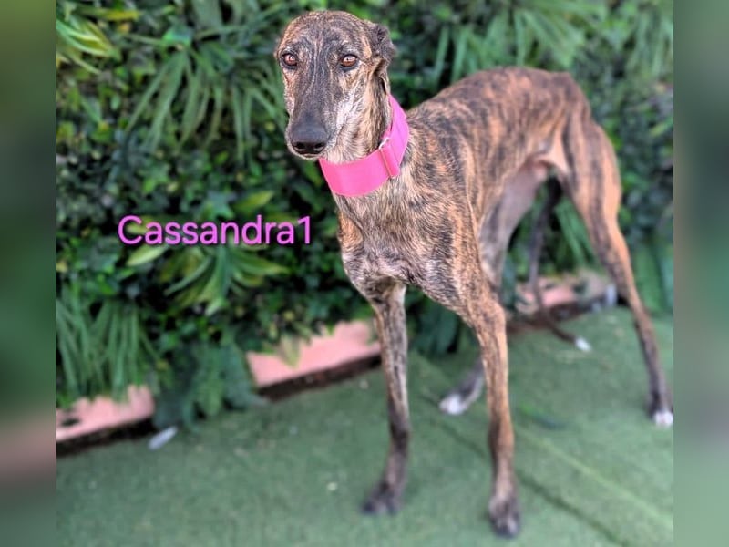 Cassandra1 geb. 09/2023 (ESP) - edle und sanftmütige Galga!