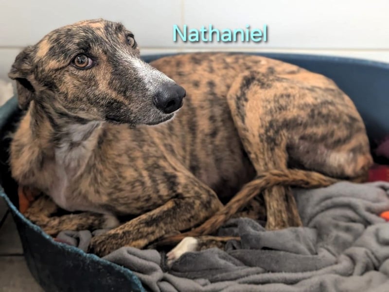 Nathaniel geb. 07/2021 (ESP) - lieber, ausgeglichener und verschmuster Galgo!