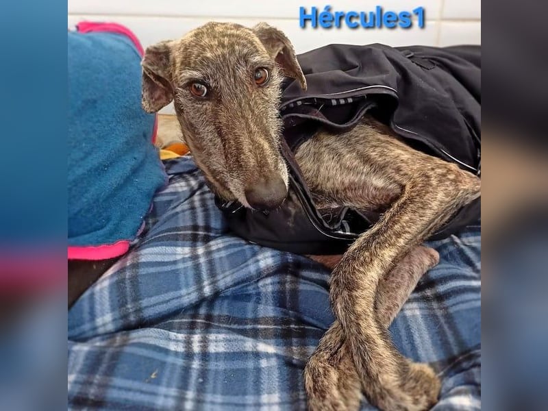 Hércules1 geb. 12/2021 (ESP) - zärtlicher, ruhiger und sensibler Galgo!