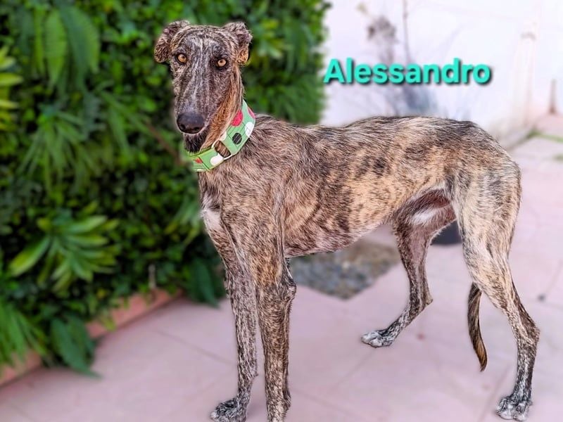 Alessandro geb. 05/2024 (ESP) - ausgeglichener, sympathischer und geselliger Galgo!