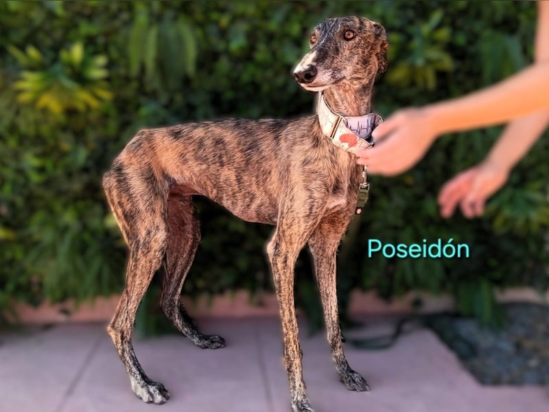 Poseidón geb. 05/2024 (ESP) - unglaublich lieber, ruhiger und edler Galgo!