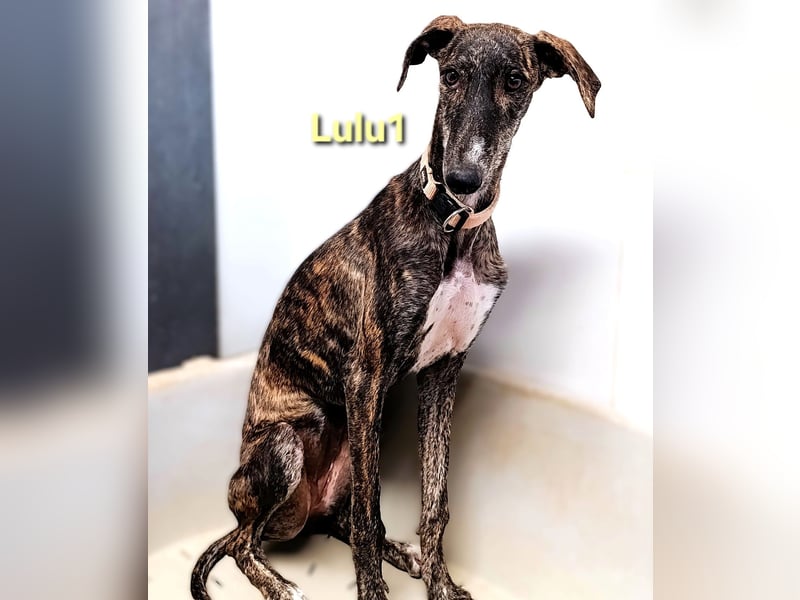 Lulu1 geb. 02/2025 (ESP) - sympathisches und fröhliches Galgo Mädchen! Lulu1 geb. 02/2025 (ESP) - sympathisches und fröhliches Galgo Mädchen!