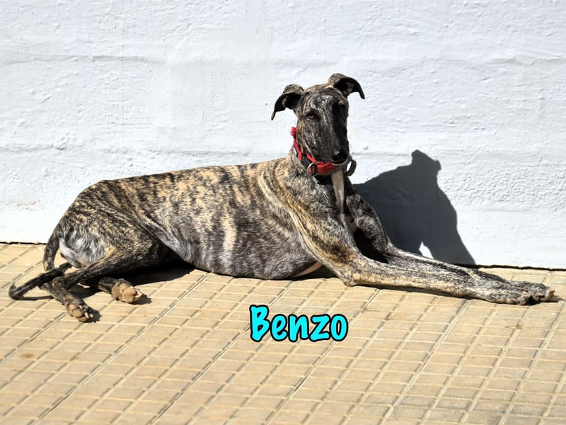Benzo geb. 06/2024 (ESP) - eleganter und menschenbezogener, junger Galgo! Benzo geb. 06/2024 (ESP) - eleganter und menschenbezogener, junger Galgo!