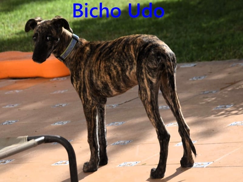 Bicho Udo geb. 07/2025 (ESP) - aufgeweckter und verspielter Galgo Welpe!