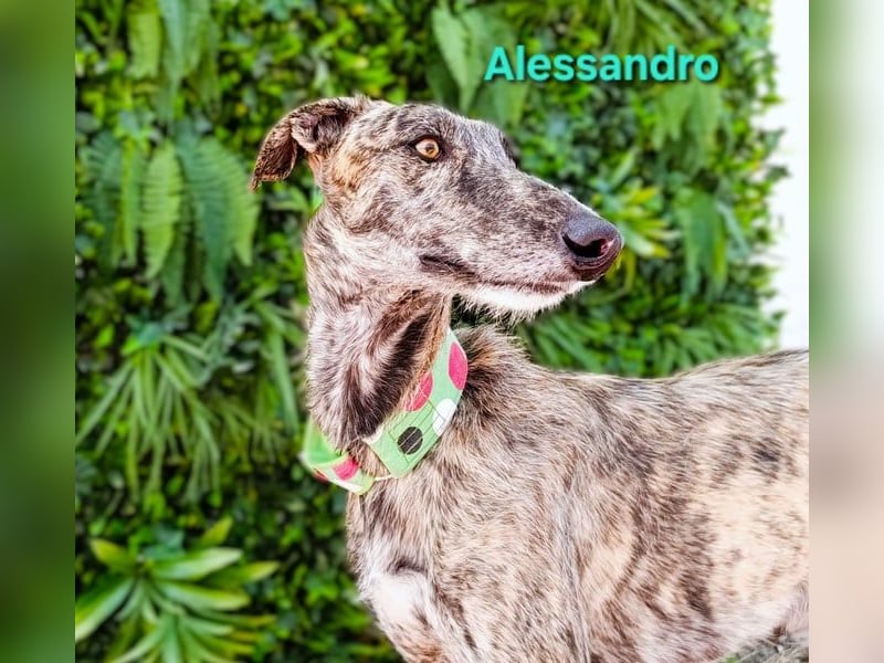Alessandro geb. 05/2024 (ESP) - ausgeglichener, sympathischer und geselliger Galgo!