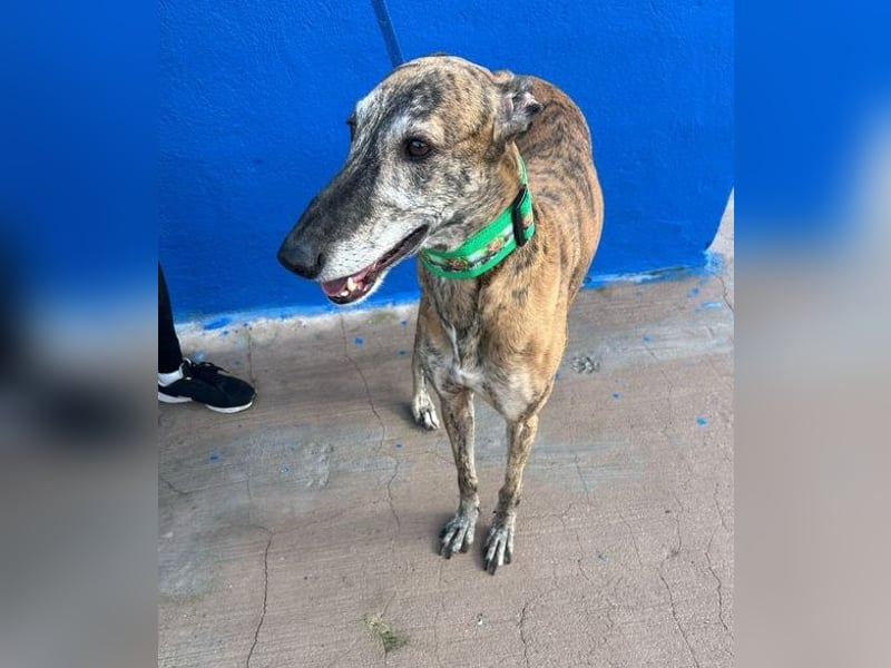 Wally, einfühlsamer verschmuster zugänglicher Galgo Mann