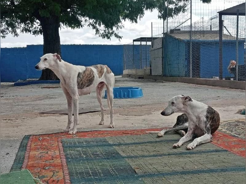 LION ein traumhafter Hundemann