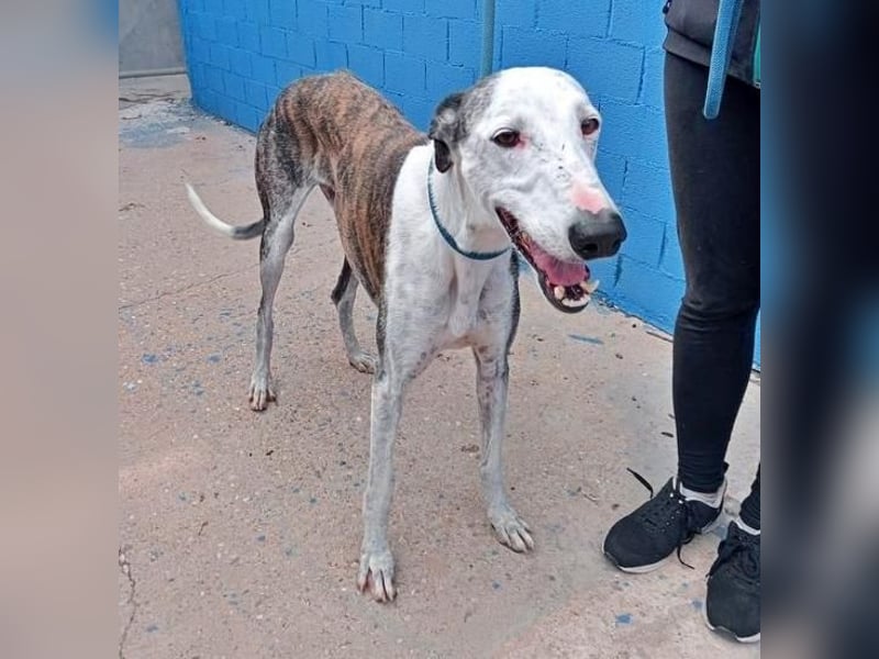LION ein traumhafter Hundemann