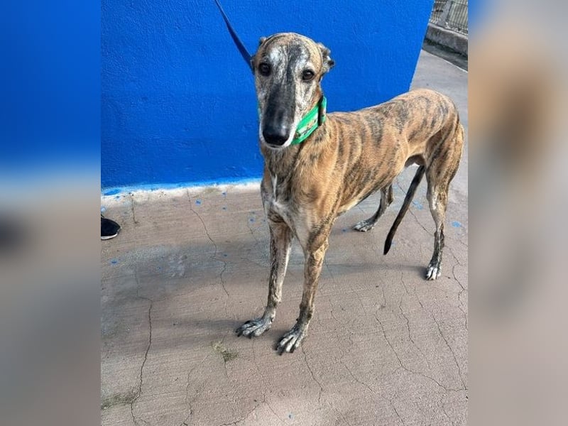 Wally, einfühlsamer verschmuster zugänglicher Galgo Mann