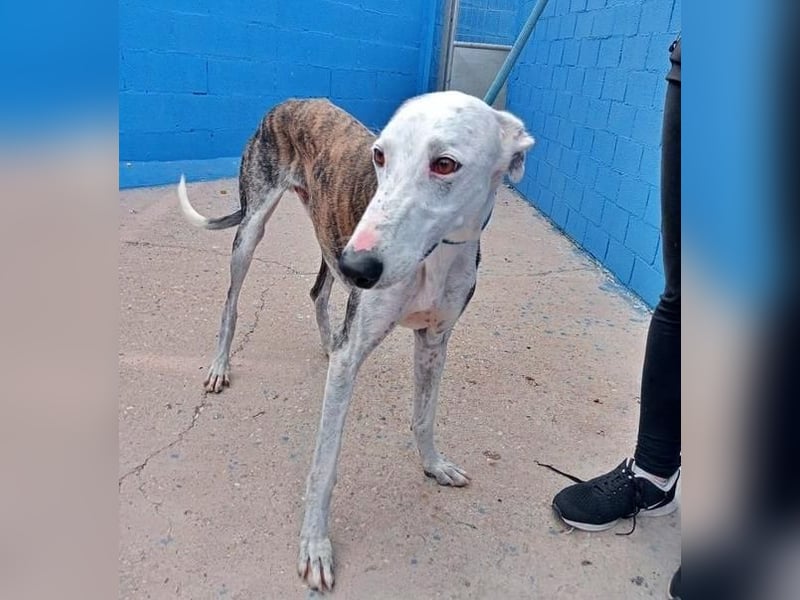 LION ein traumhafter Hundemann