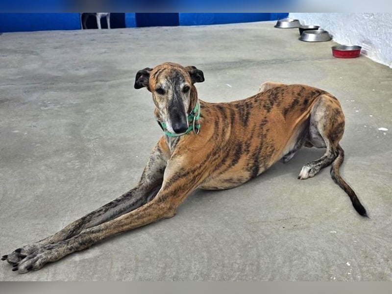 Wally, einfühlsamer verschmuster zugänglicher Galgo Mann
