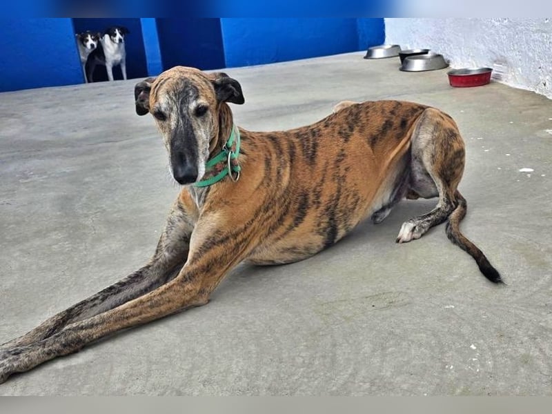 Wally, einfühlsamer verschmuster zugänglicher Galgo Mann