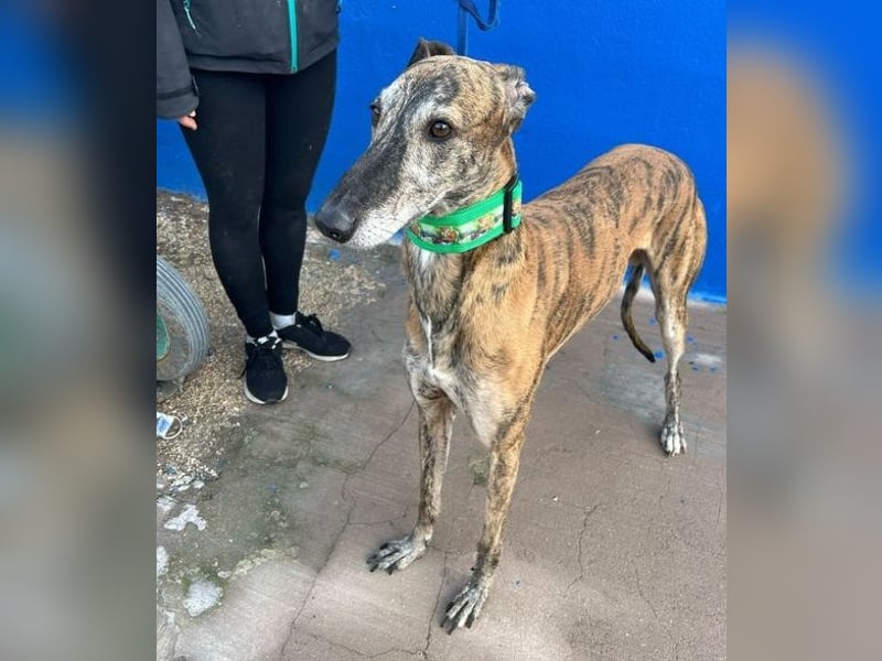 Wally, einfühlsamer verschmuster zugänglicher Galgo Mann