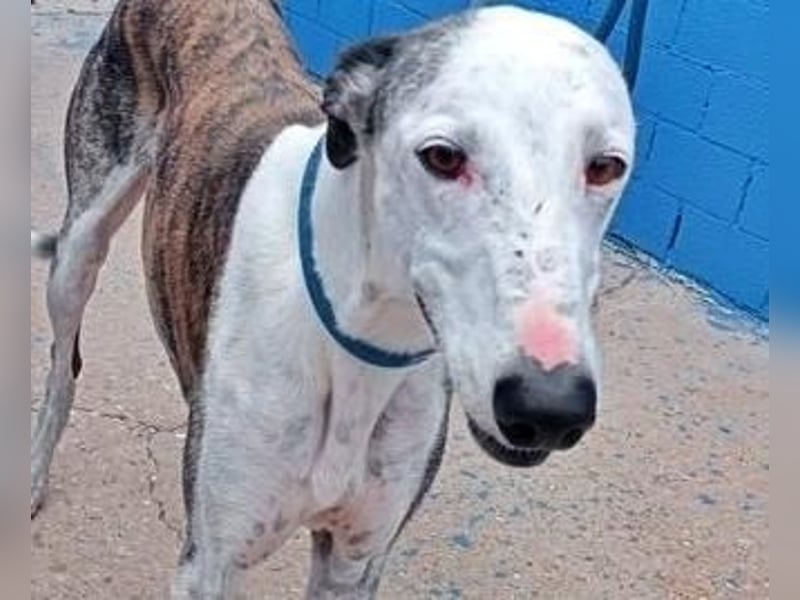 LION ein traumhafter Hundemann