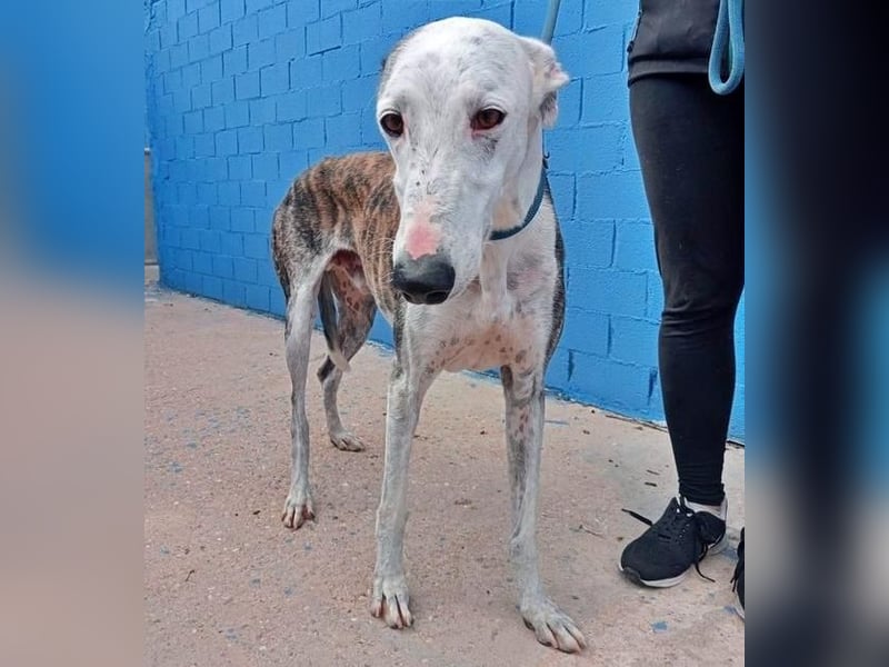 LION ein traumhafter Hundemann
