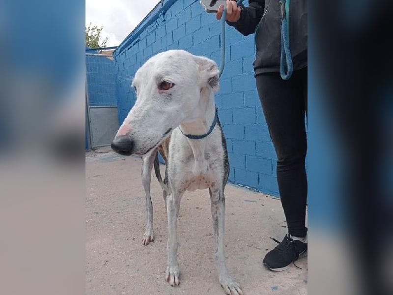 LION ein traumhafter Hundemann