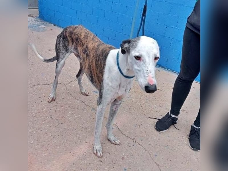 LION ein traumhafter Hundemann