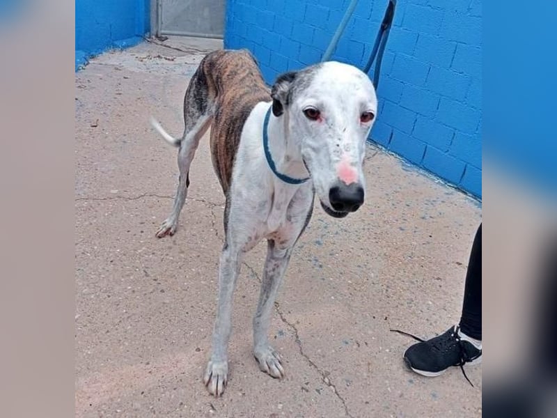 LION ein traumhafter Hundemann