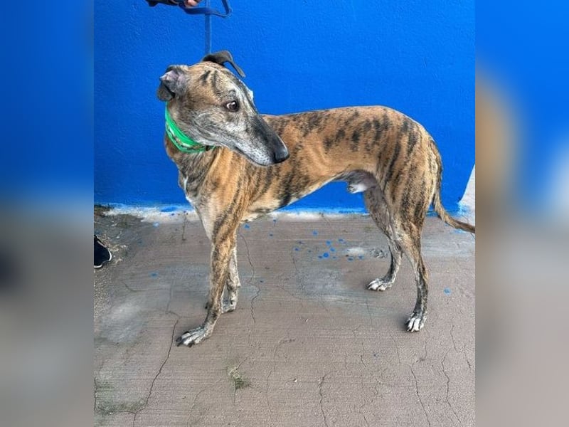 Wally, einfühlsamer verschmuster zugänglicher Galgo Mann