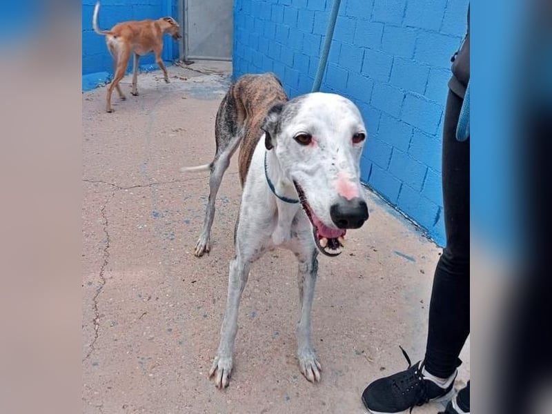 LION ein traumhafter Hundemann