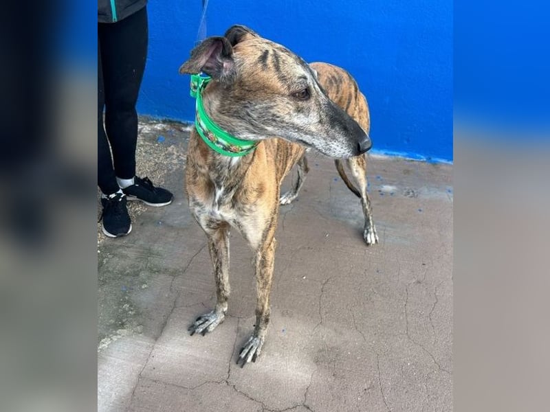 Wally, einfühlsamer verschmuster zugänglicher Galgo Mann