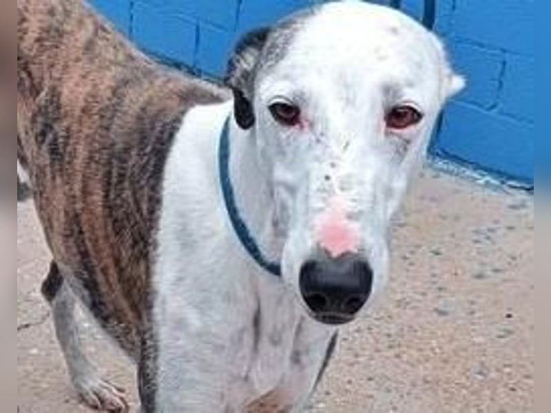 LION ein traumhafter Hundemann
