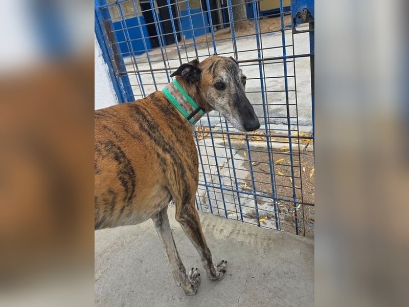Wally, einfühlsamer verschmuster zugänglicher Galgo Mann