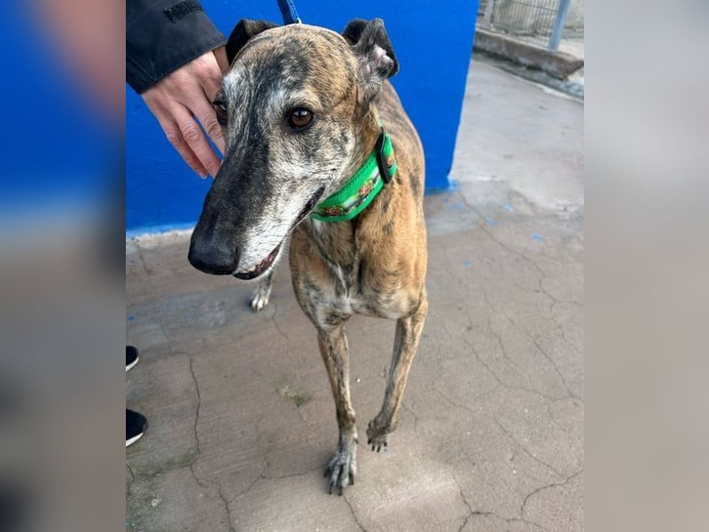 Wally, einfühlsamer verschmuster zugänglicher Galgo Mann