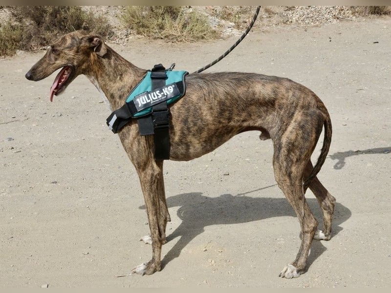 Dolar -  lässt sich gerne anfassen, aufmerksam und lernwillig