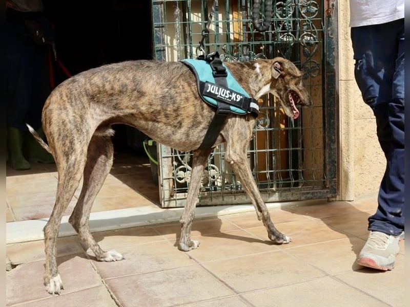 Dolar -  lässt sich gerne anfassen, aufmerksam und lernwillig