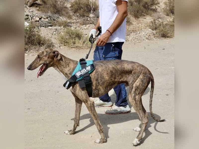 Dolar -  lässt sich gerne anfassen, aufmerksam und lernwillig