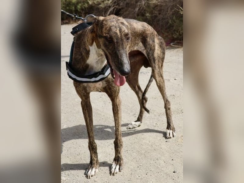 Dolar -  lässt sich gerne anfassen, aufmerksam und lernwillig