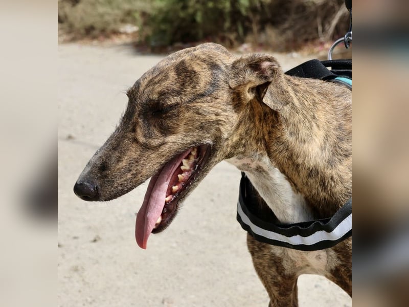 Dolar -  lässt sich gerne anfassen, aufmerksam und lernwillig