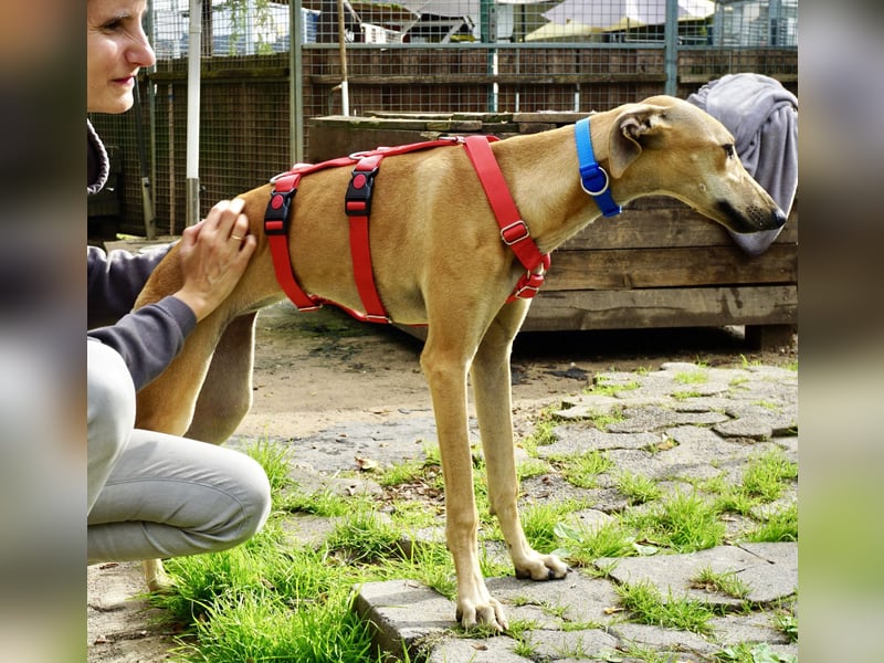 Nora - freundlich, kinderfreundlich und leinenführig / bereits in Deutschland
