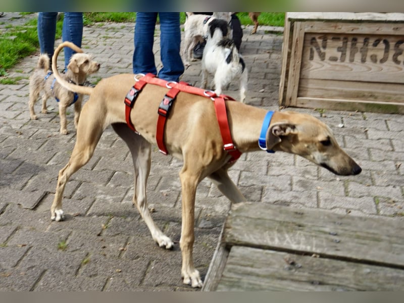 Nora - freundlich, kinderfreundlich und leinenführig / bereits in Deutschland