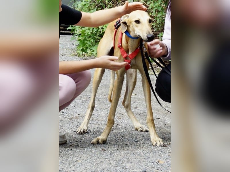Nora - freundlich, kinderfreundlich und leinenführig / bereits in Deutschland