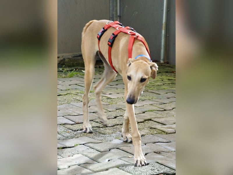 Nora - freundlich, kinderfreundlich und leinenführig / bereits in Deutschland