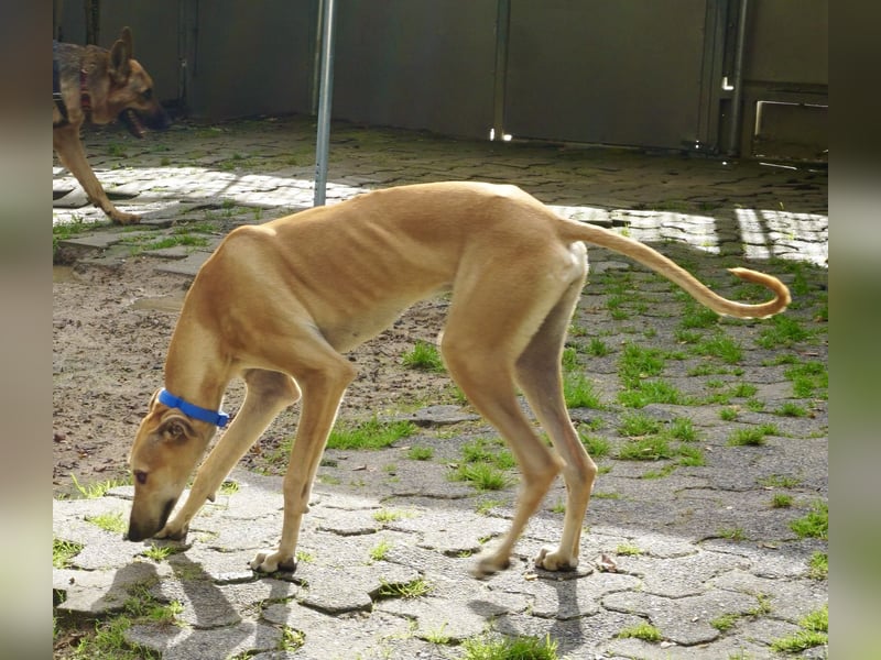 Nora - freundlich, kinderfreundlich und leinenführig / bereits in Deutschland