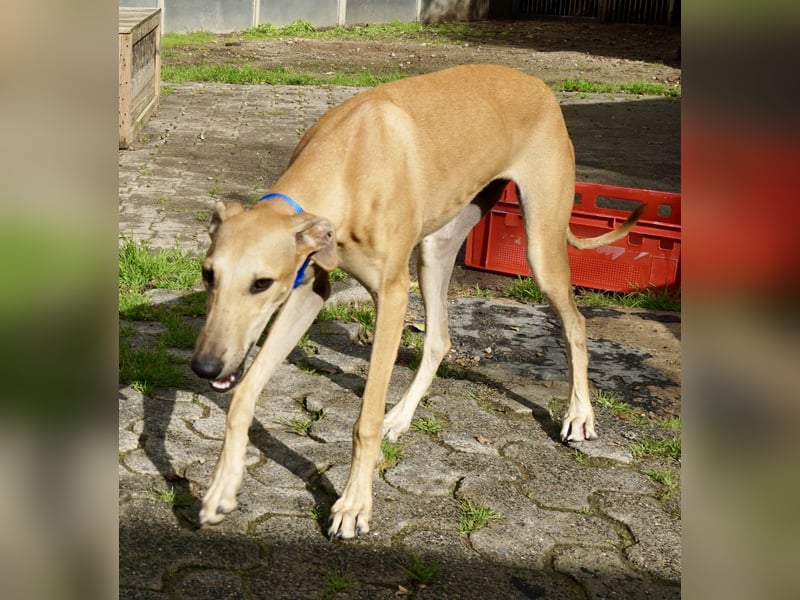 Nora - freundlich, kinderfreundlich und leinenführig / bereits in Deutschland