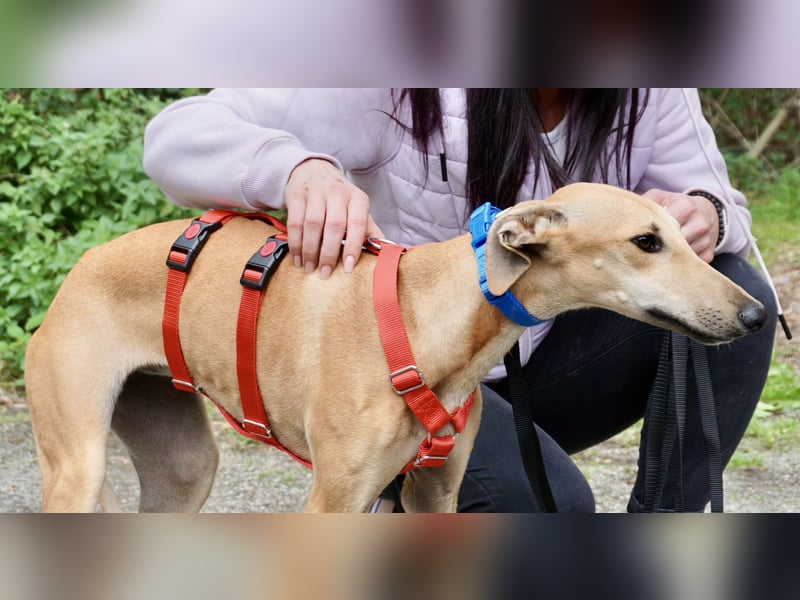 Nora - freundlich, kinderfreundlich und leinenführig / bereits in Deutschland