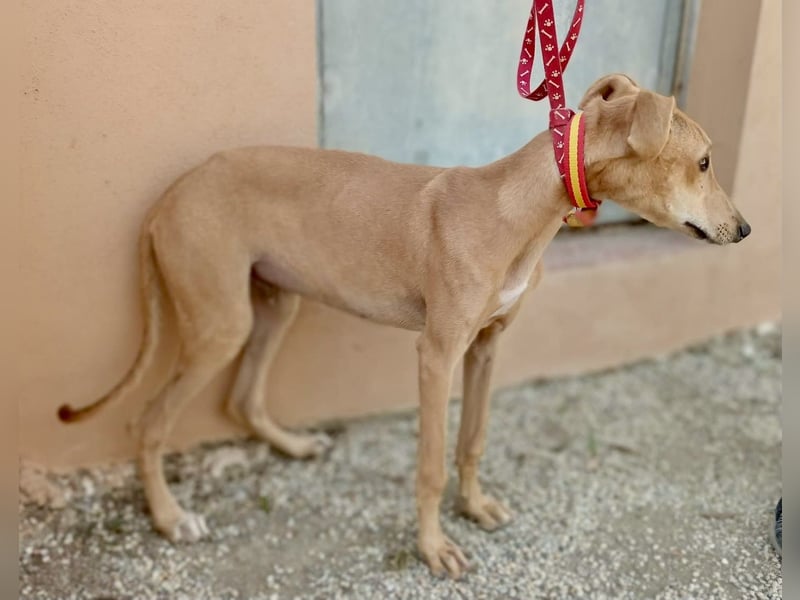 Simba - verspielt, lernwillig und freundlich