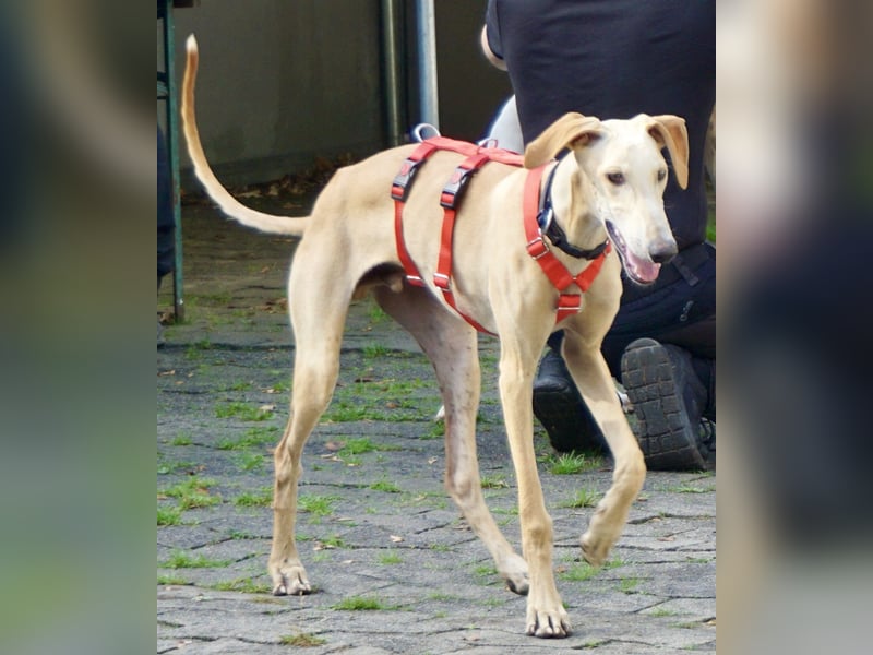 Jarle - freundlich, lernwillig, aufmerksam und bereits in Deutschland