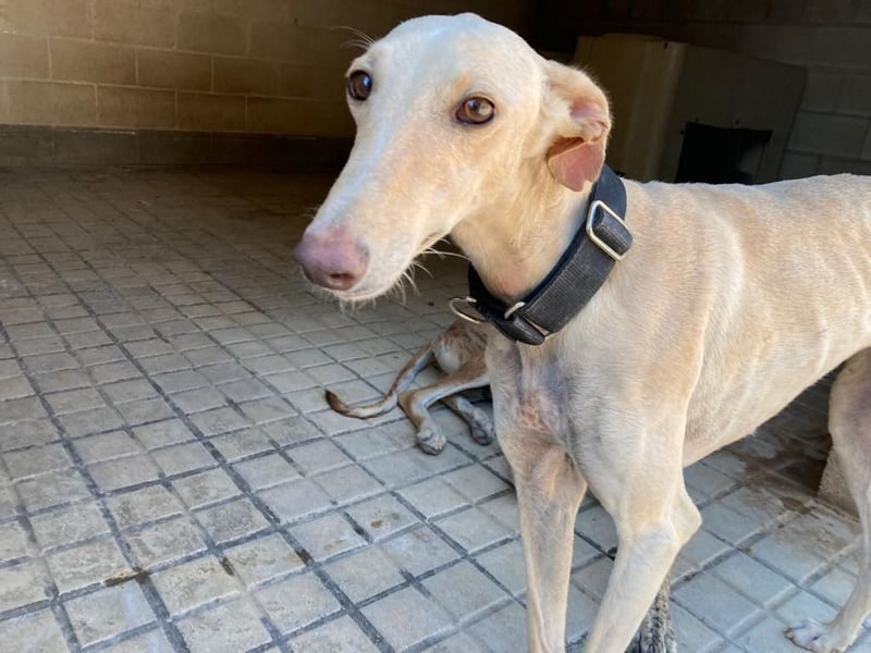 Wunderschöne BLONDI, verschmuste, unaufdringliche, angenehme, freundliche Galga sucht liebes Zuhause