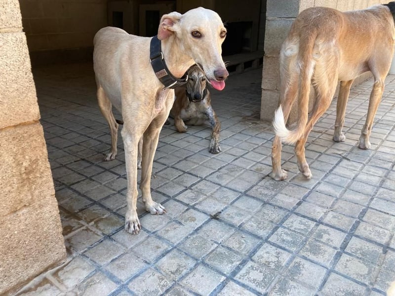 Wunderschöne BLONDI, verschmuste, unaufdringliche, angenehme, freundliche Galga sucht liebes Zuhause
