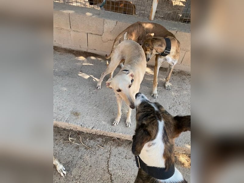 Wunderschöne BLONDI, verschmuste, unaufdringliche, angenehme, freundliche Galga sucht liebes Zuhause
