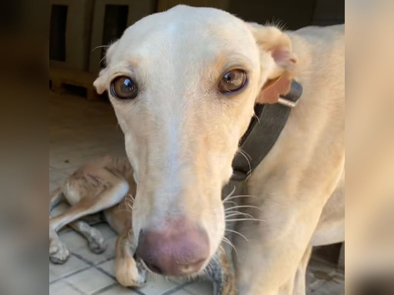 Wunderschöne BLONDI, verschmuste, unaufdringliche, angenehme, freundliche Galga sucht liebes Zuhause
