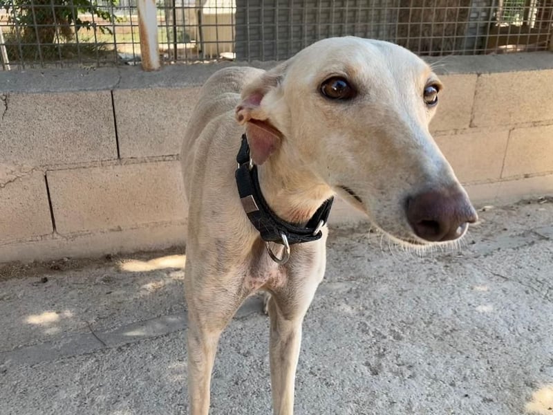 Wunderschöne BLONDI, verschmuste, unaufdringliche, angenehme, freundliche Galga sucht liebes Zuhause