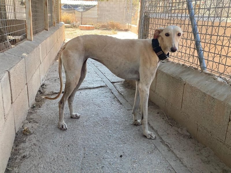 Wunderschöne BLONDI, verschmuste, unaufdringliche, angenehme, freundliche Galga sucht liebes Zuhause